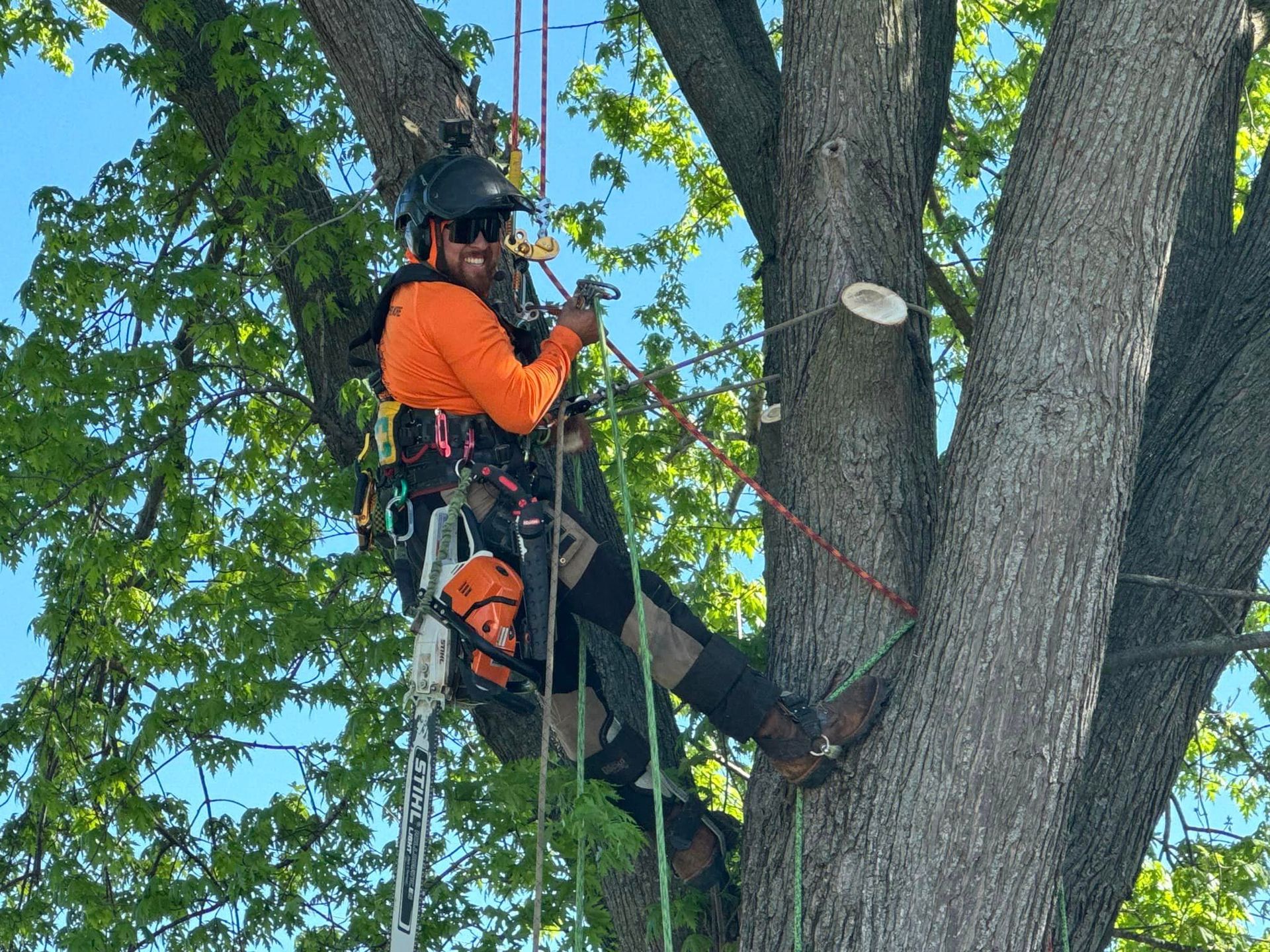 A man is climbing a tree with a chainsaw.