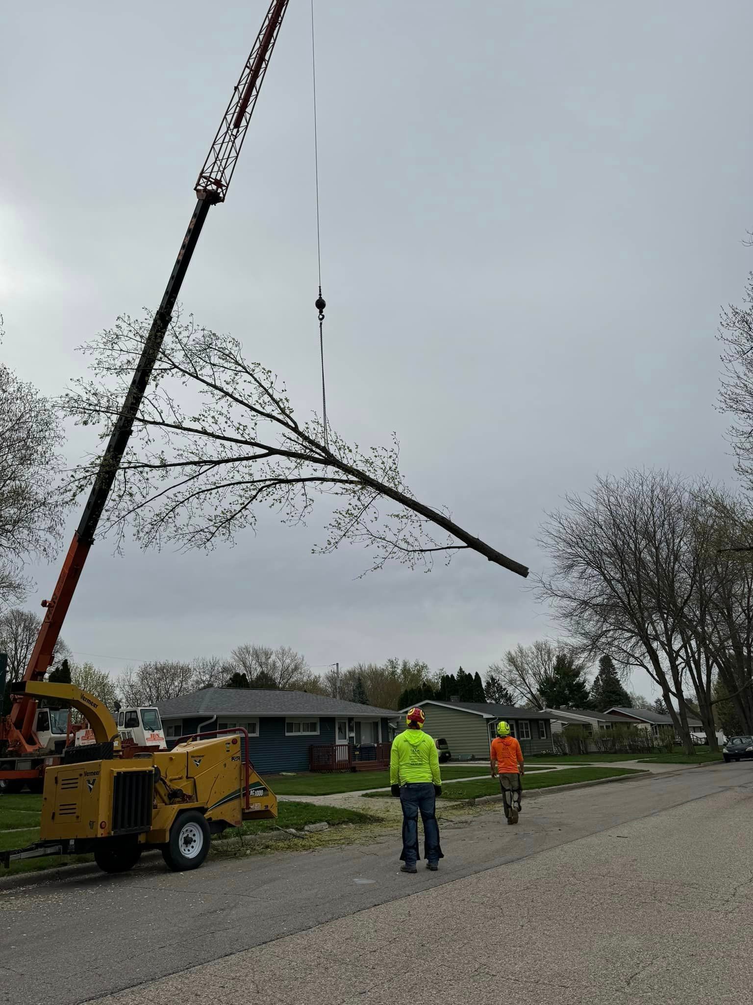 A tree is being cut down by a crane on the side of the road.