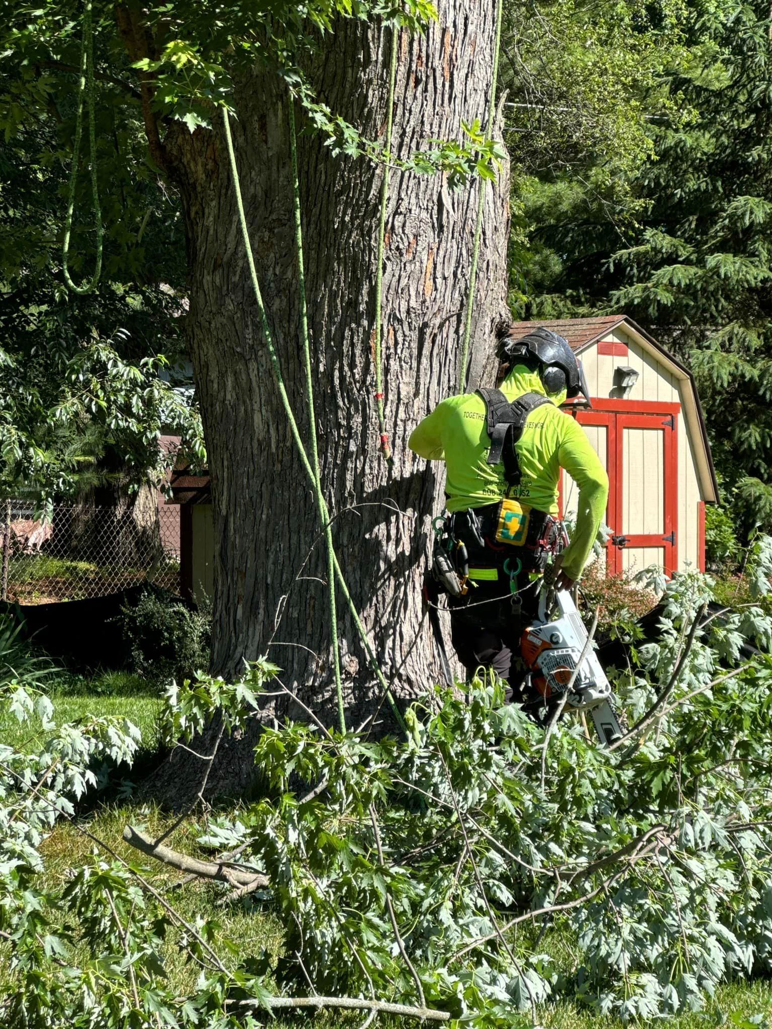 A man is standing next to a tree with a chainsaw.