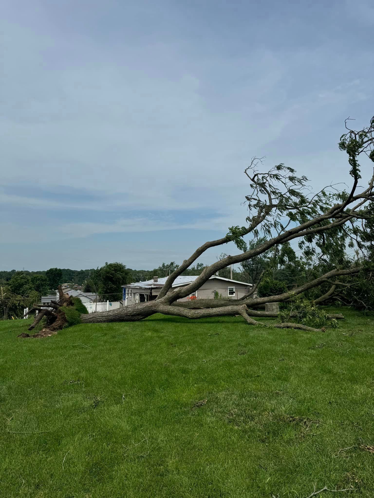 A fallen tree in a grassy field with a house in the background.