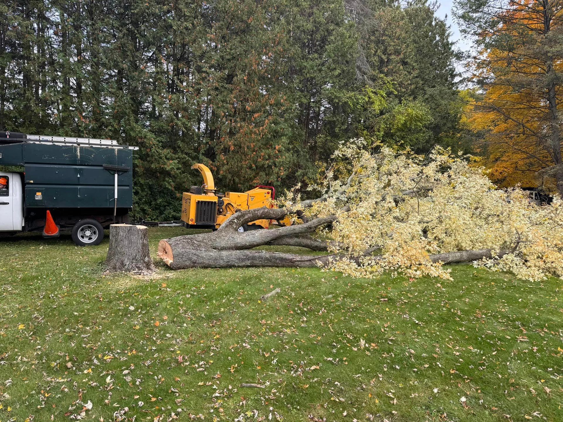 A tree is being chopped down in a yard with a truck in the background.
