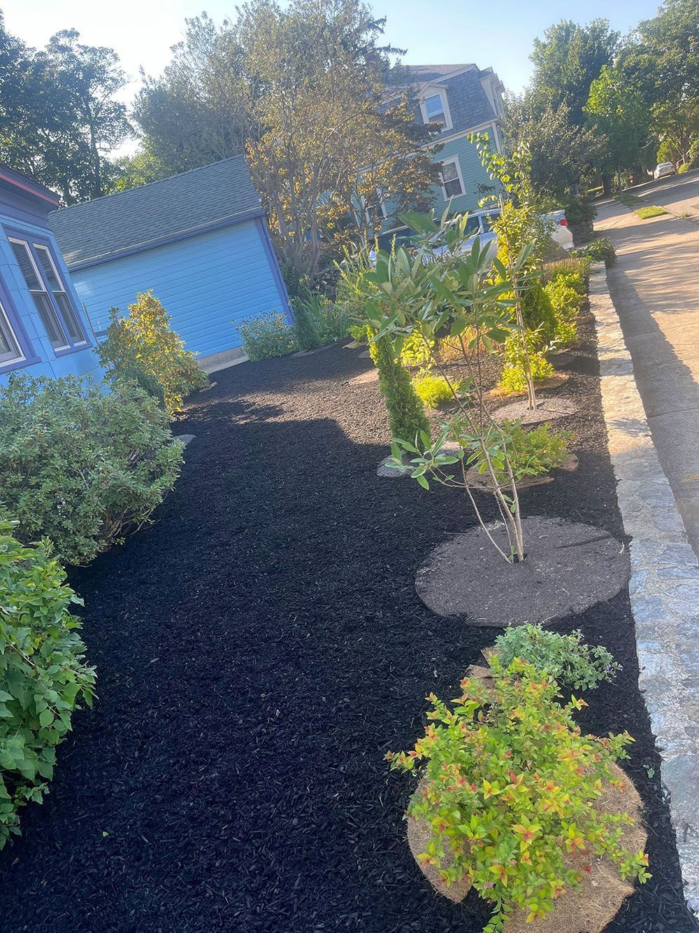 Newly planted shrubs in a mulched garden bed beside a blue house on a sunny day
