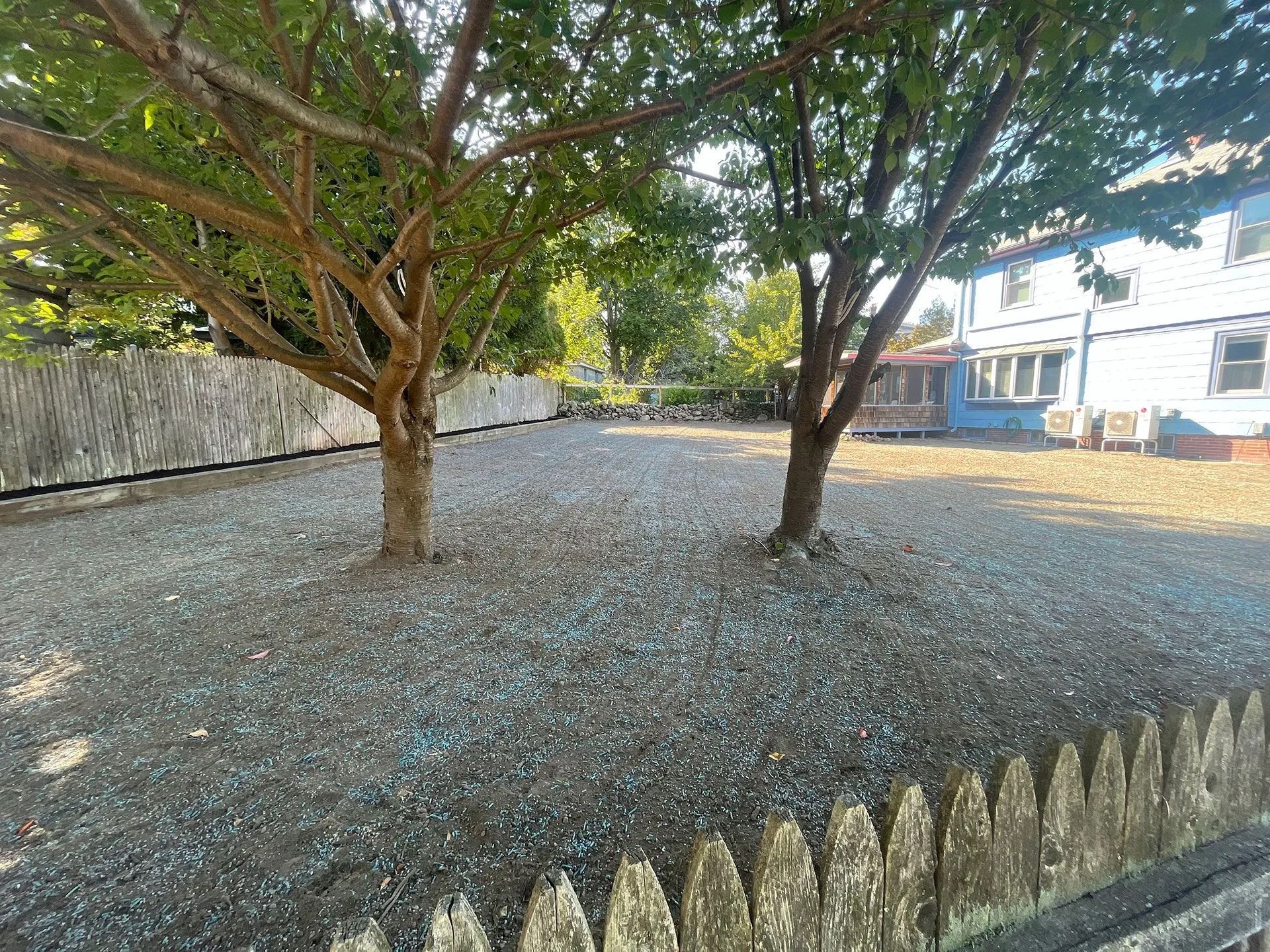 Two trees in a gravel yard beside a house and stone wall