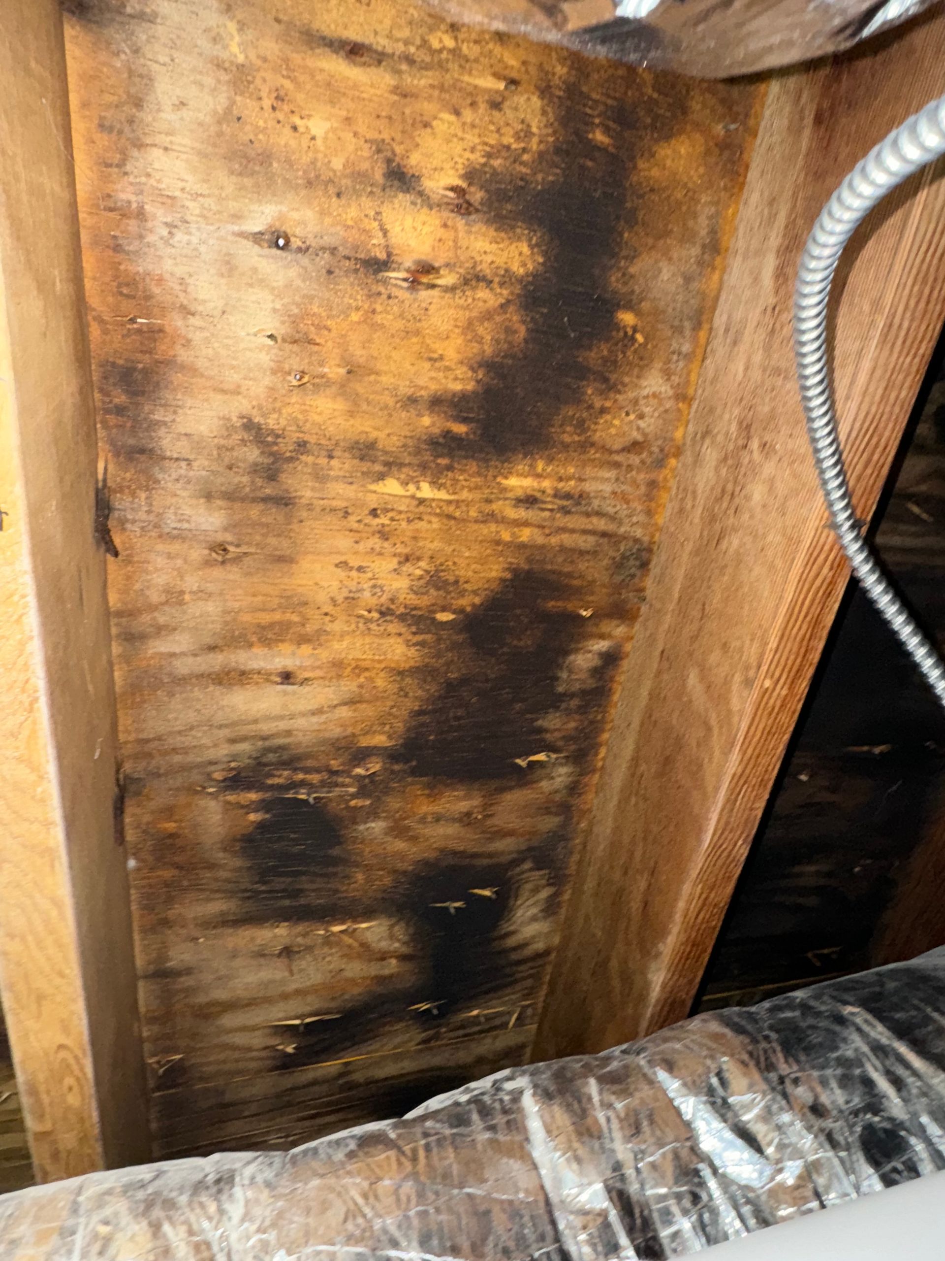 Dark mold growth on wooden beams in an attic.