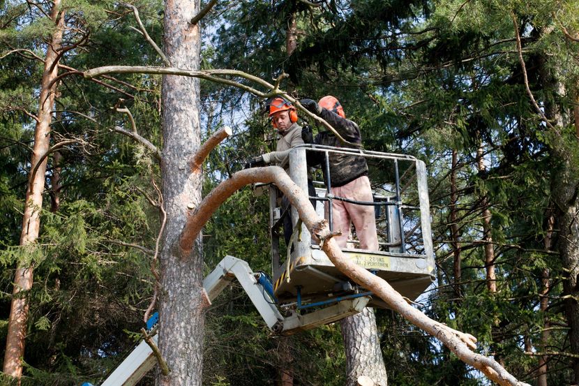 Quality Roque's Tree Services