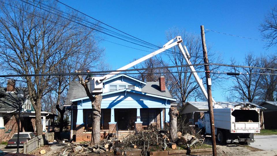 Tree service
