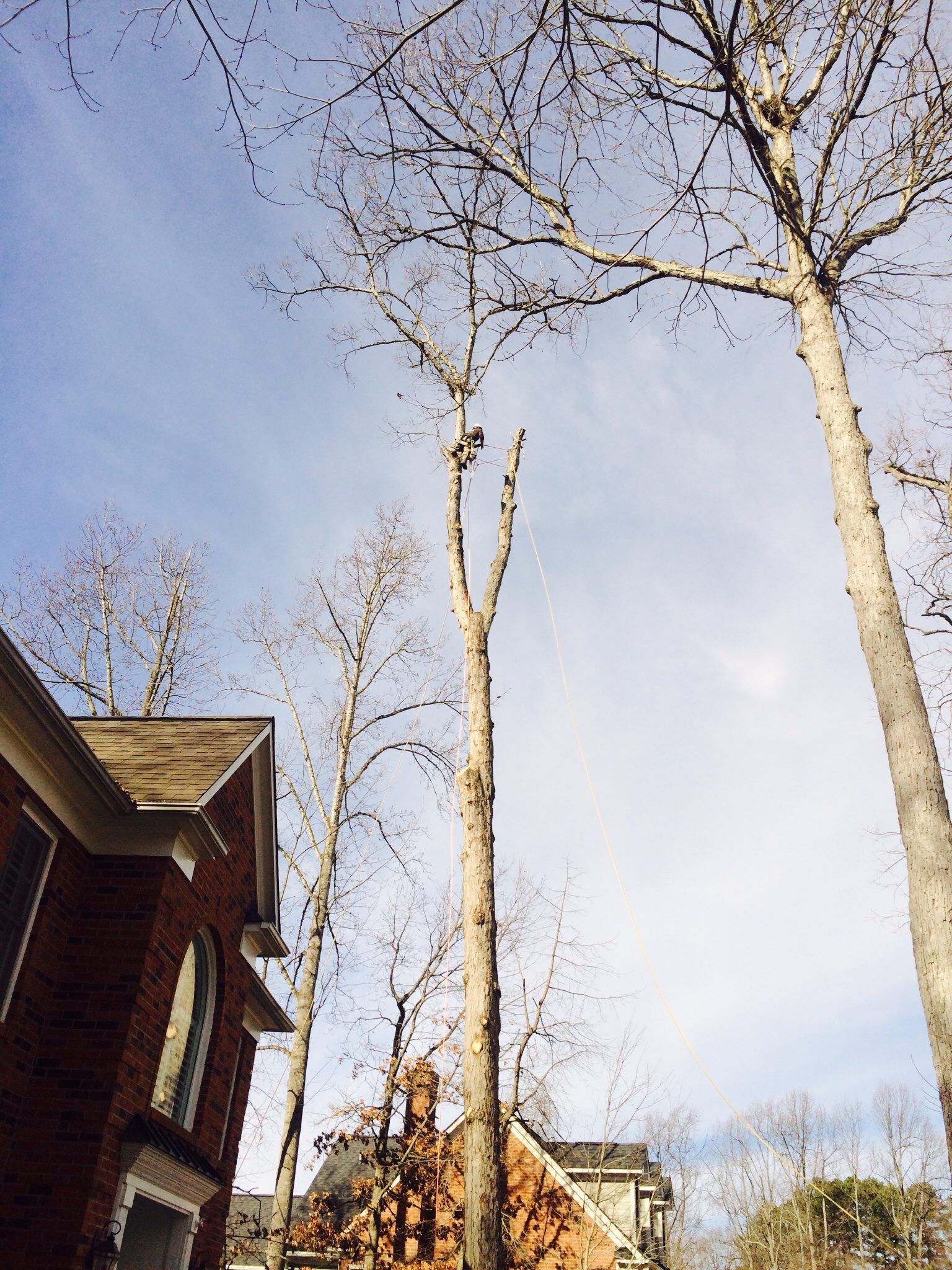 Tree service