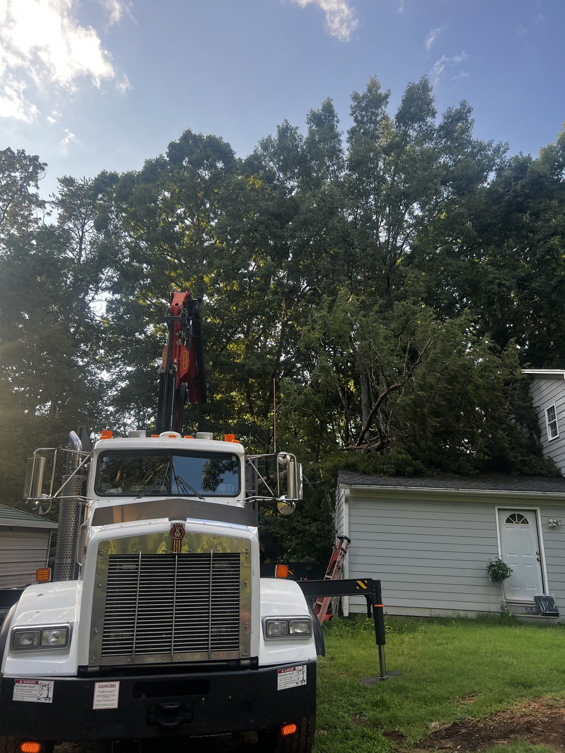 residential tree removal service