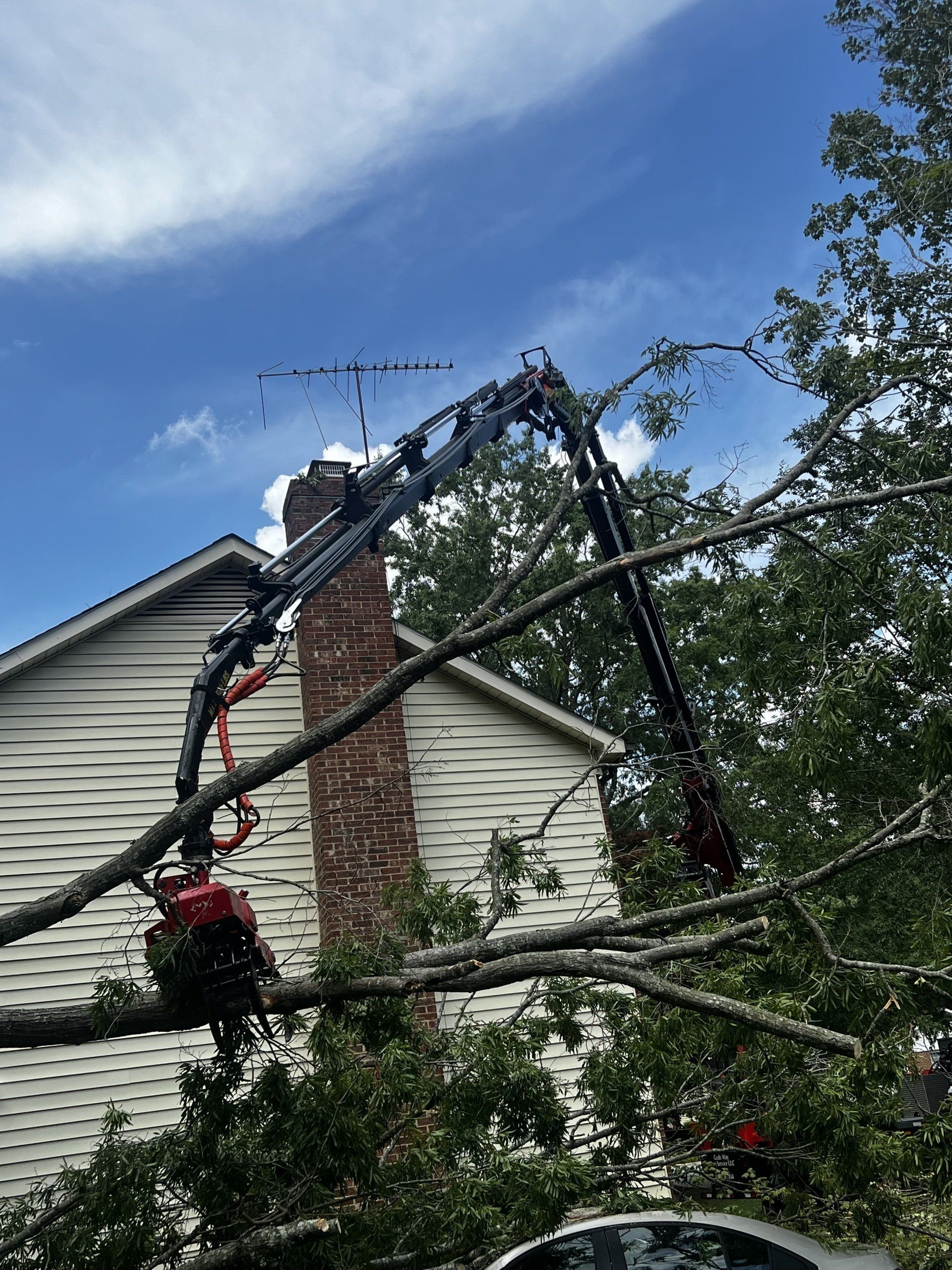 tree removal service