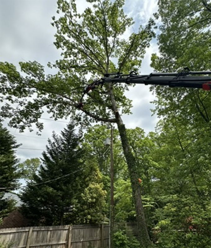 A tree is being removed by a crane in a backyard.