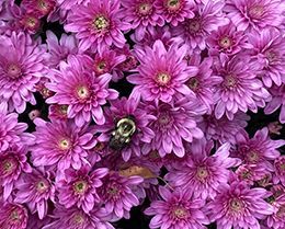 A bunch of purple flowers