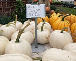 A bunch of white pumpkins