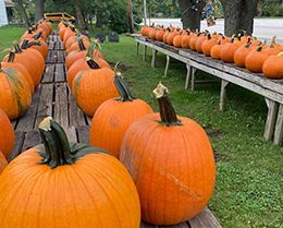 A bunch of pumpkins are sitting on a wooden table