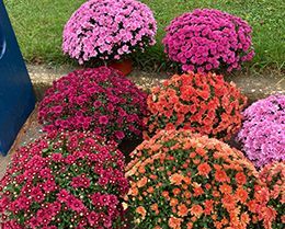 A bunch of different colored flowers