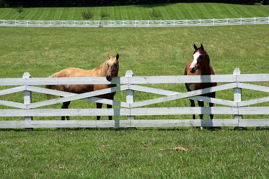 Horse fence