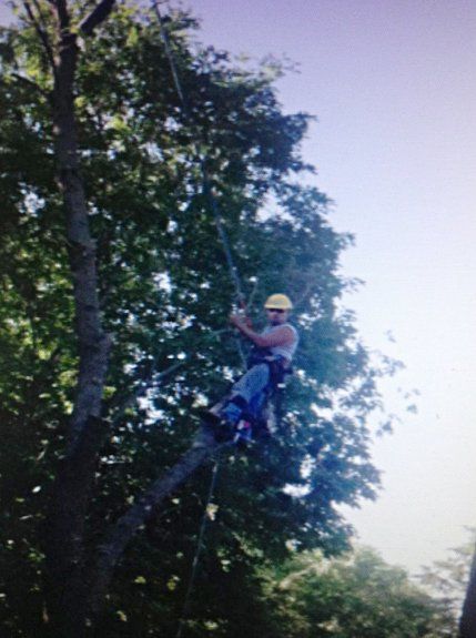 Ace+Tree+-+Landscape_poto_gallery