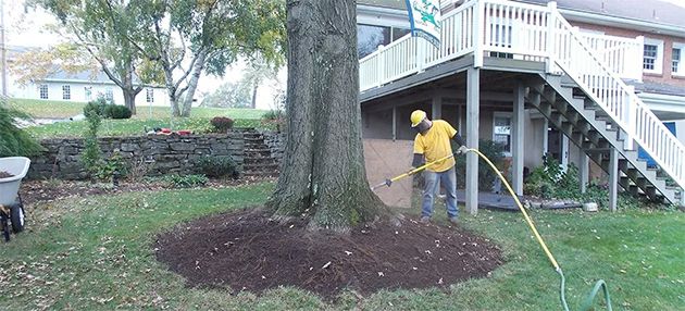 Arborist doing an organic root zone therapy