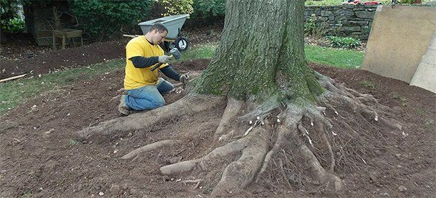 Arborist doing an organic root zone therapy