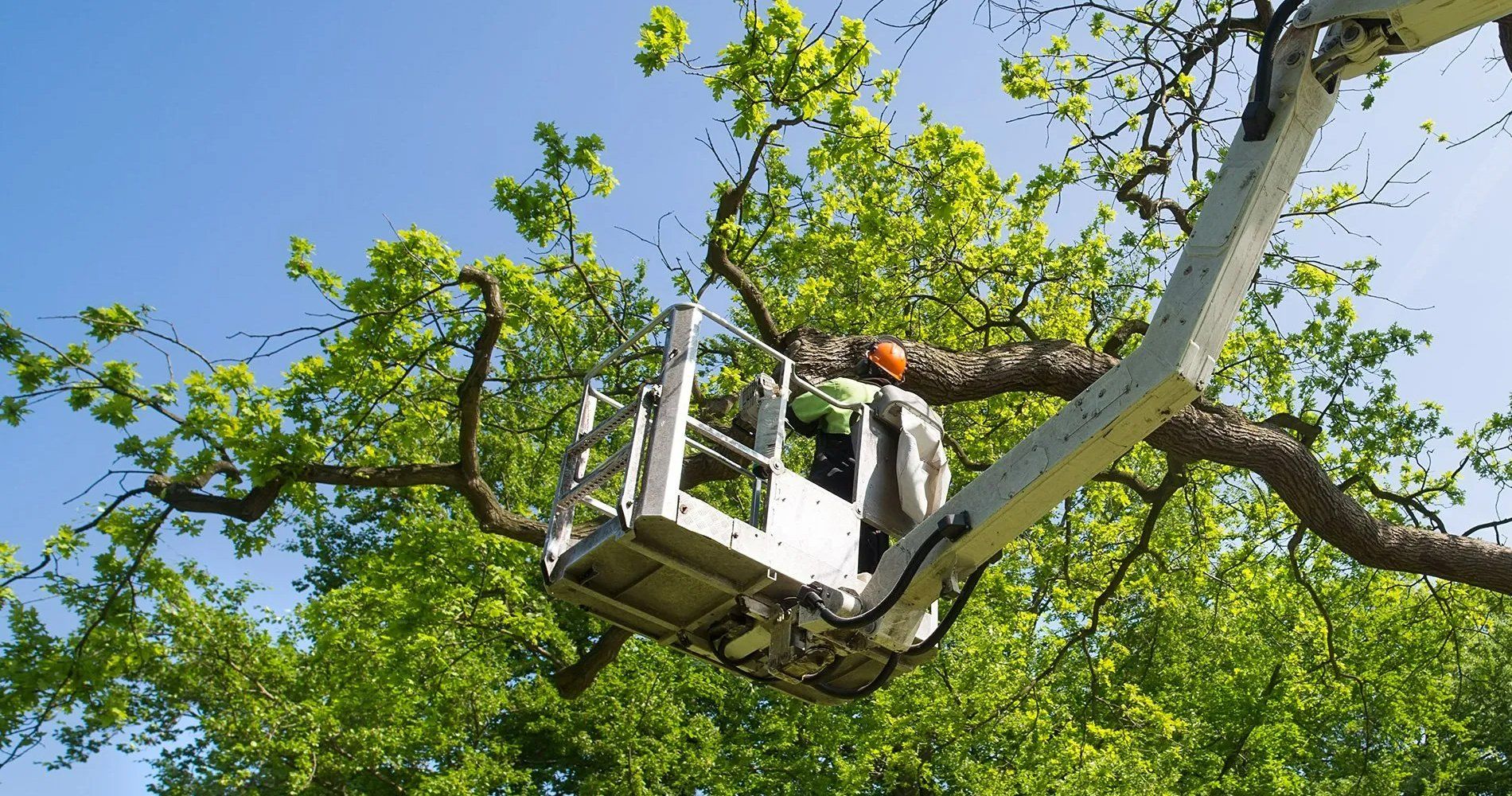 root-zone-therapy-and-tree-diagnosis-reading-pa