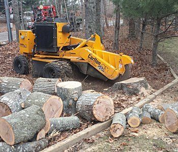Tree and Stump removal