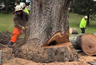E s tree & stump removal, 2554 Nantucket MA