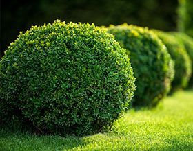 A row of green bushes growing in the grass in a garden.