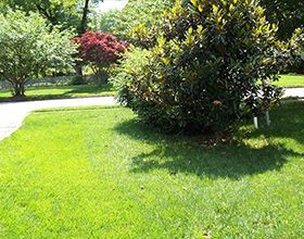 A lush green lawn with trees and bushes in the background.