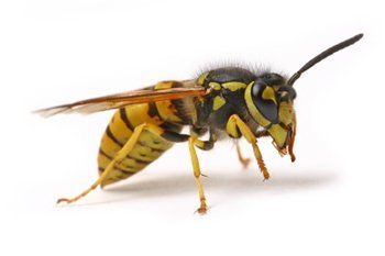 Yellow jacket