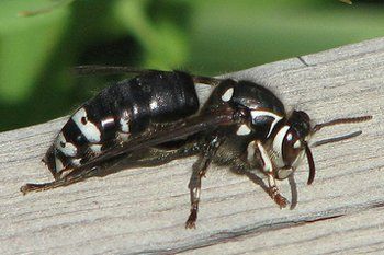 White tailed hornet