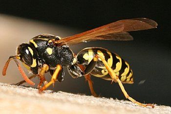 Paper wasp