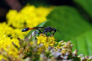Mud daubers