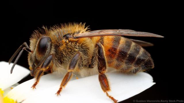 African honeybee