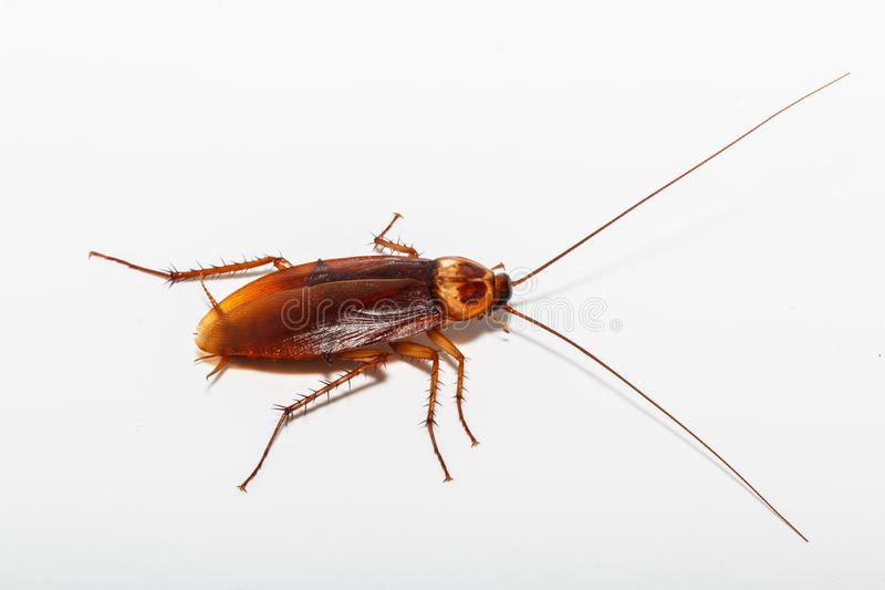 Roaches