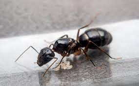 Carpenter ant