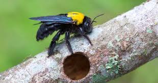Carpenter bee