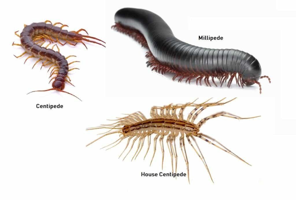 Centipede, millipede, silverfish