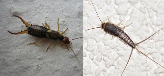 Earwig, silverfish