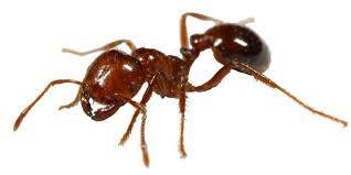 Fire ant