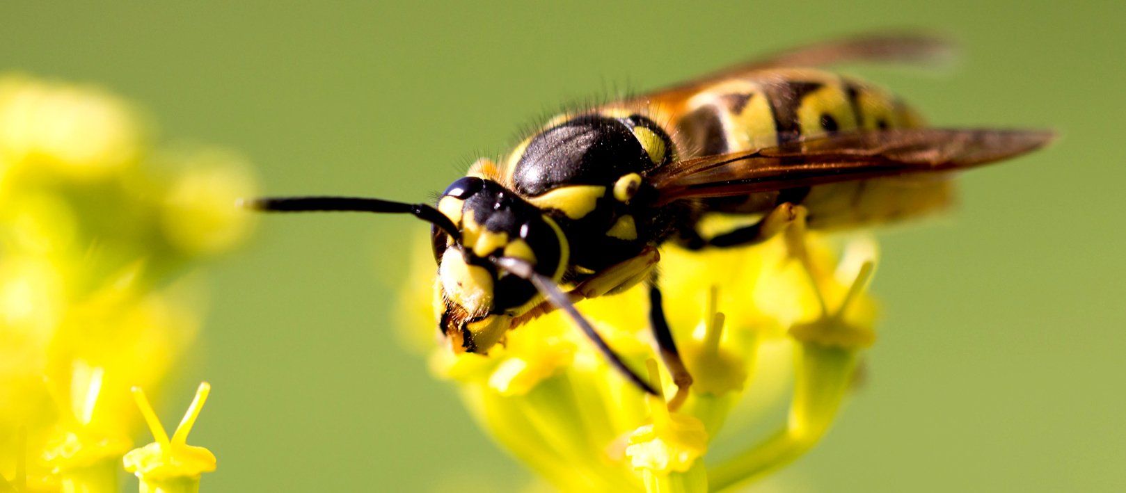 (c) Bee-busters.com