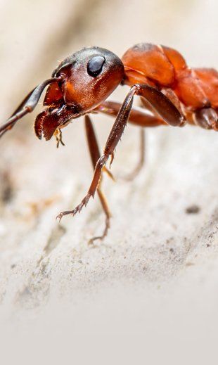 Red ant