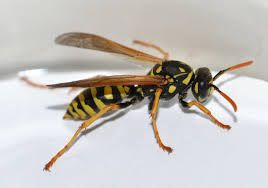 Paper wasp