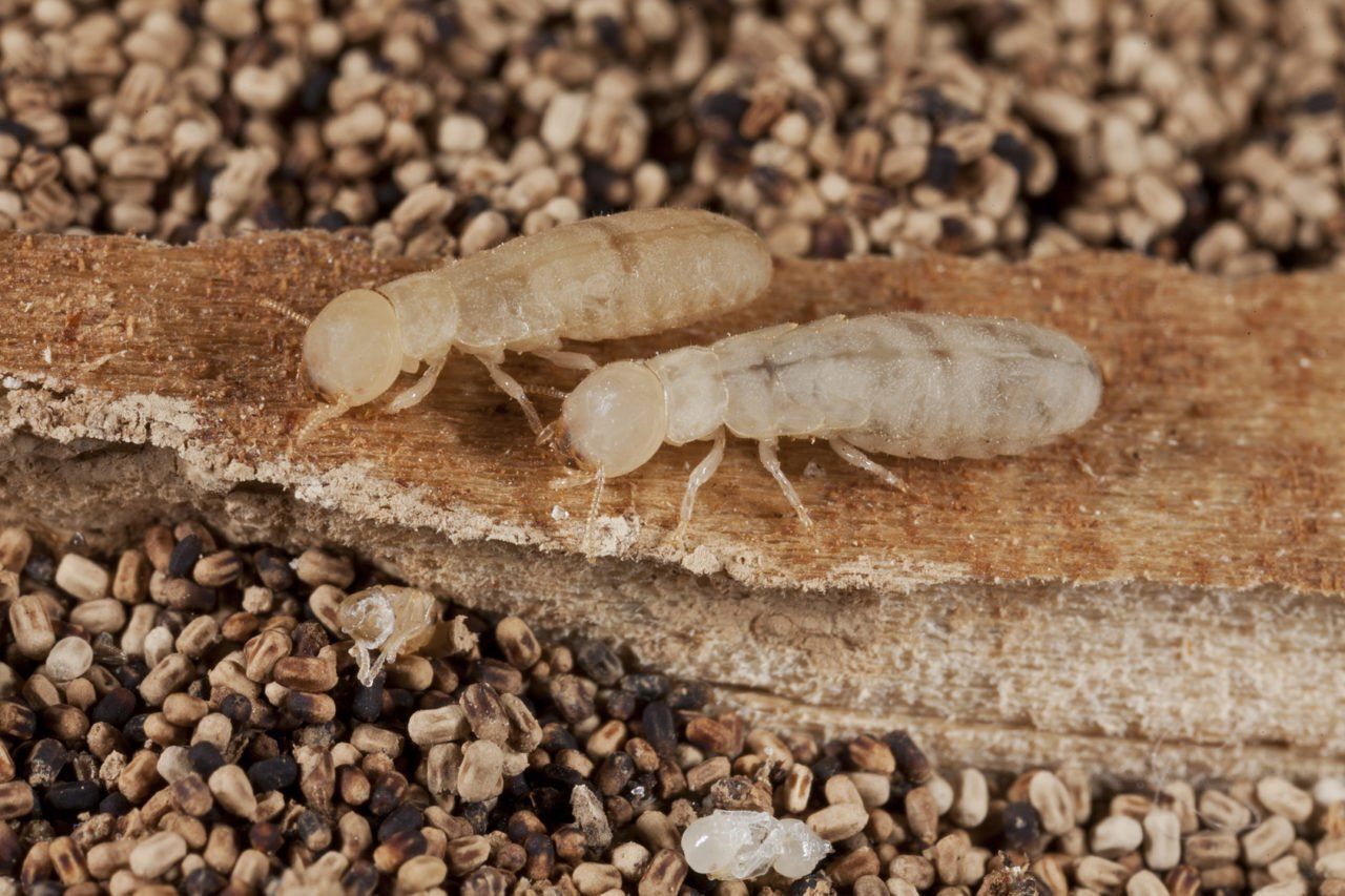 Termites