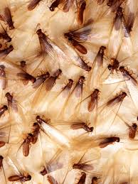 Termites