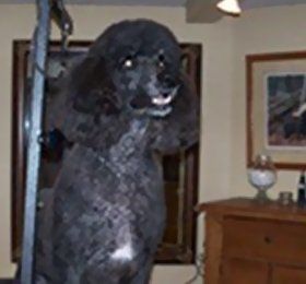 Pet Grooming Services