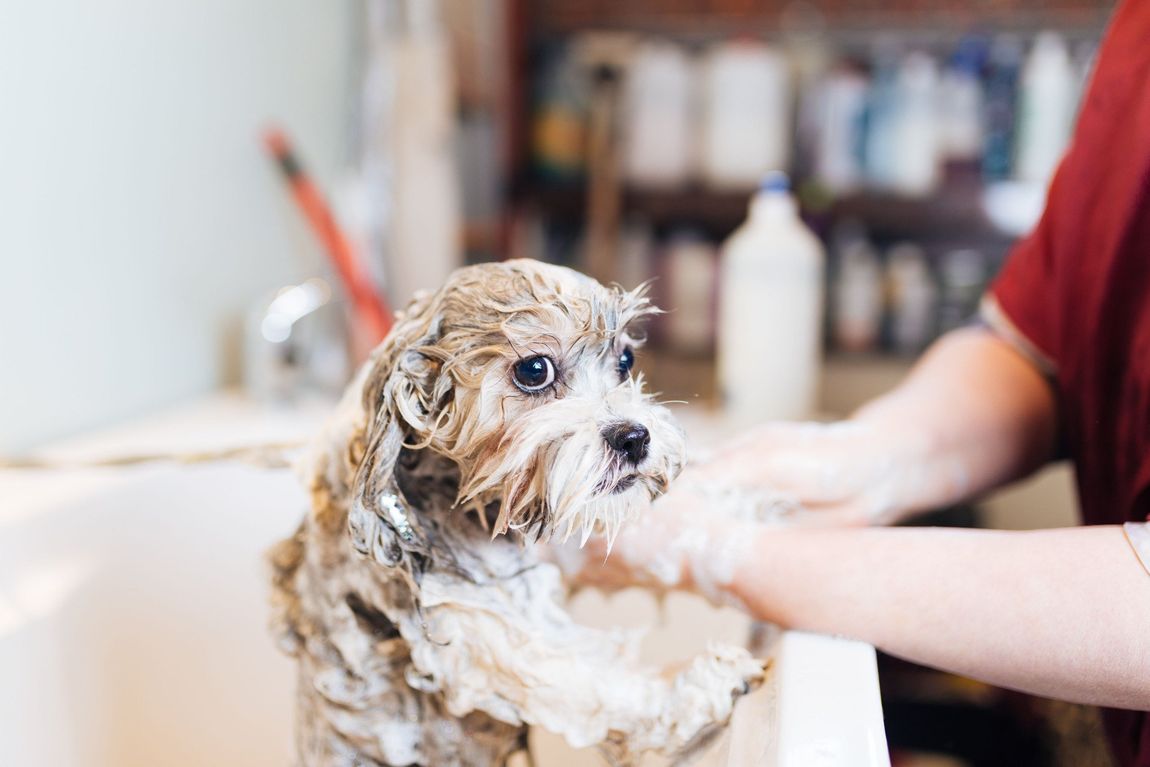 dog getting washed