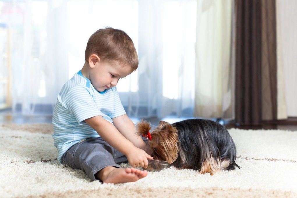 Boy sitting on rug playing with a small dog.