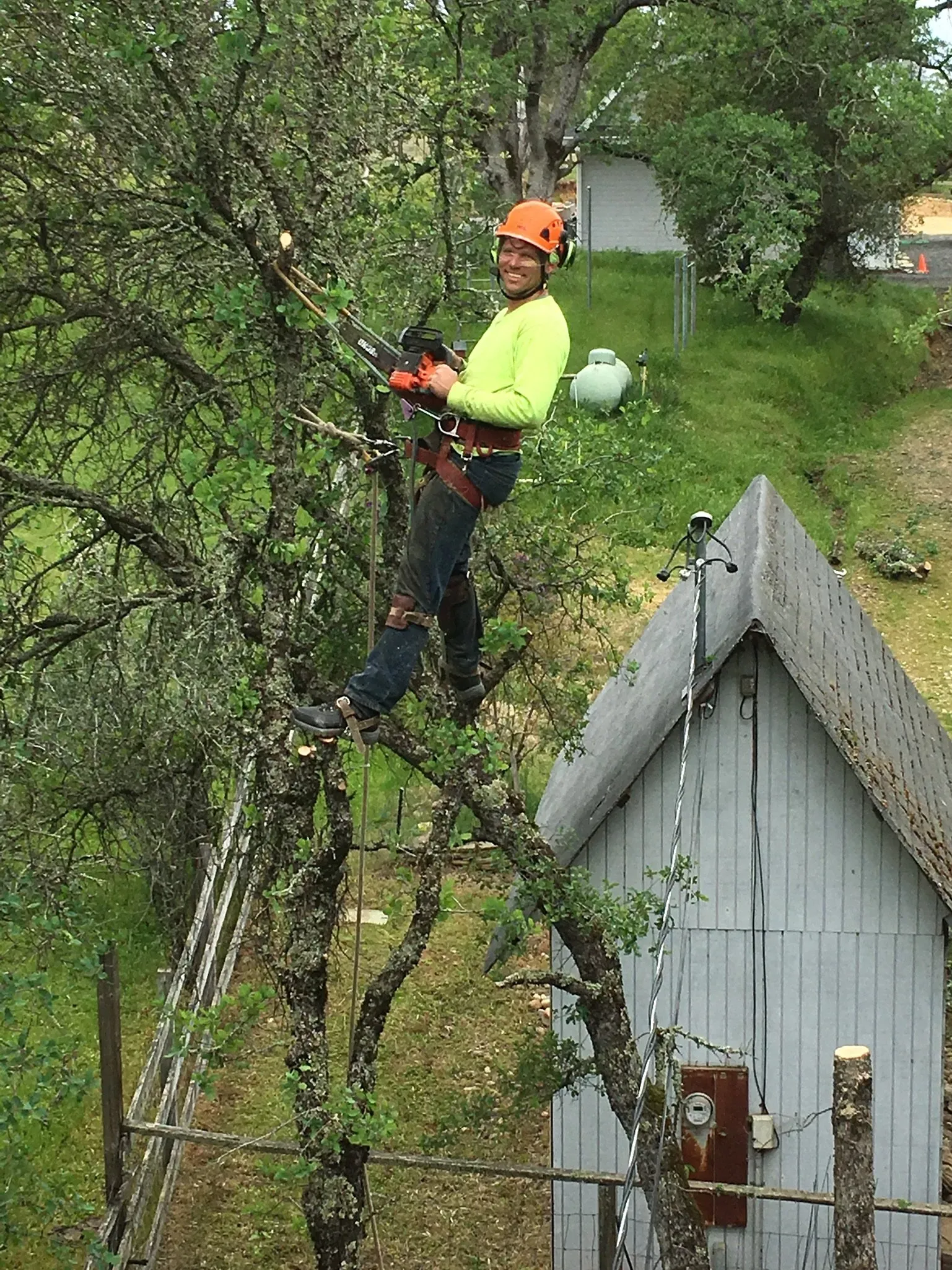 Tree service