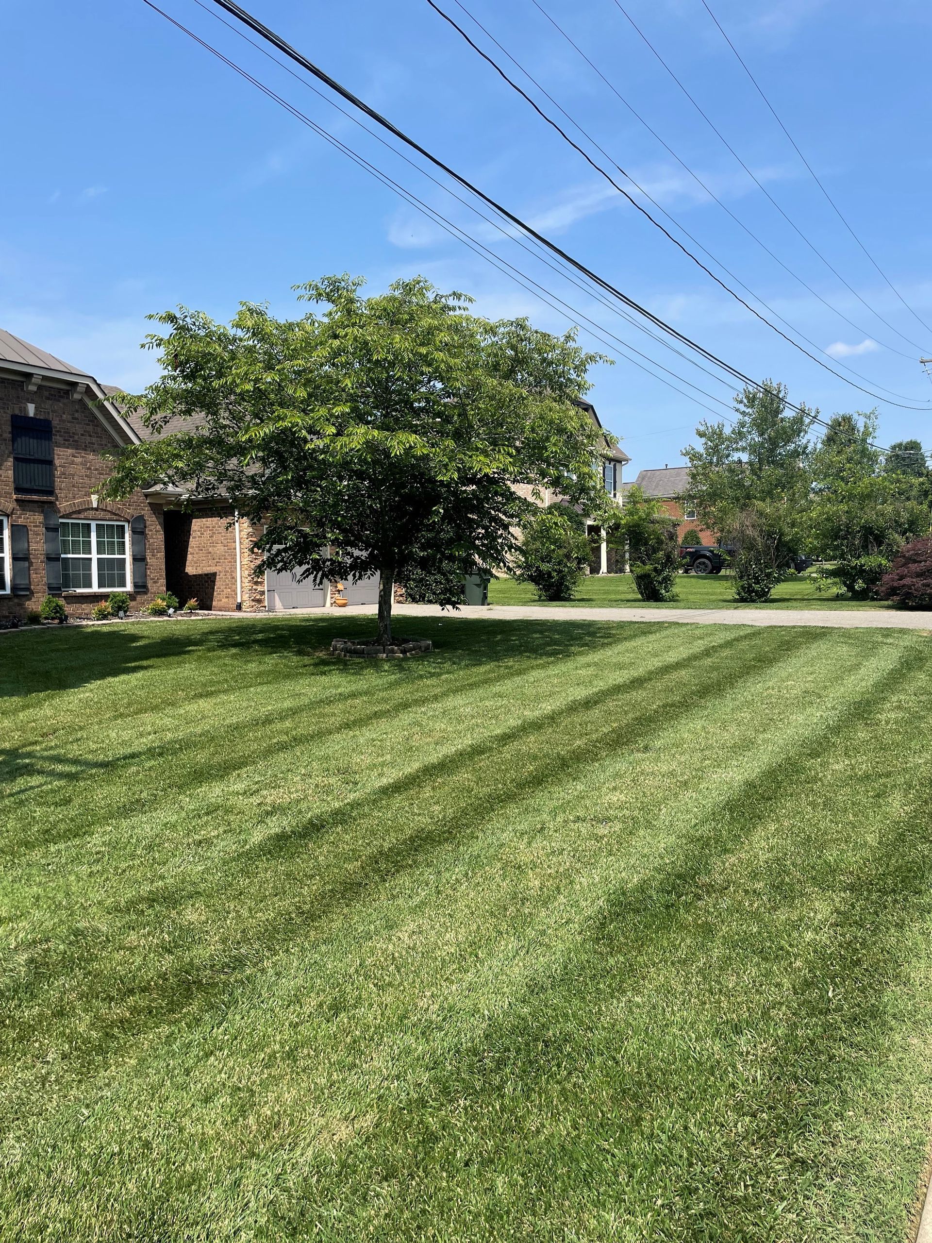 A lush green lawn in front of a house with a tree in the background.