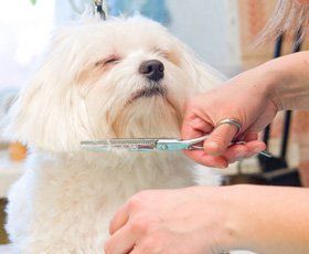 Mobile Dog Grooming Lake Forest