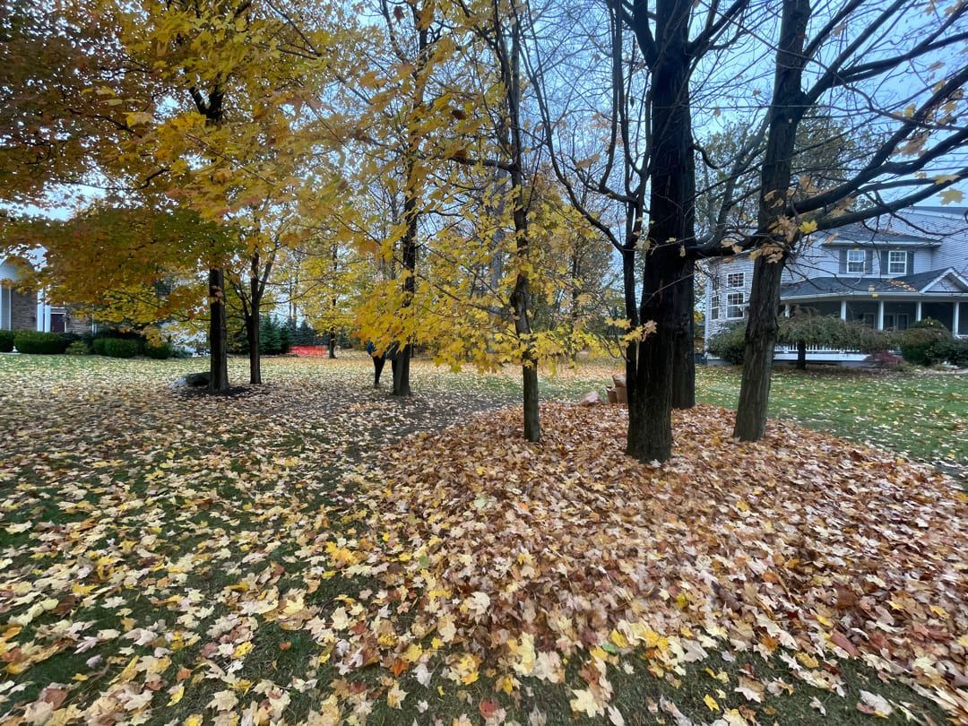 A yard filled with fallen yellow and brown autumn leaves under trees with sparse, gold foliage against a house backdrop.